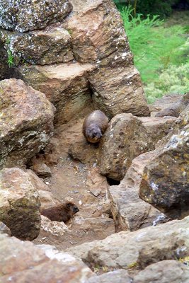 Hyrax, Nakuru 0302