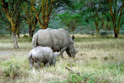Rhinoceros, Nakuru 0322