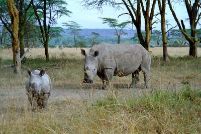 Rhinoceros, Nakuru 0323