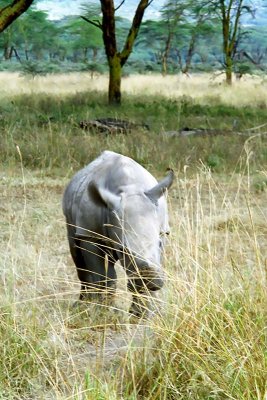 Rhinoceros, Nakuru 0324