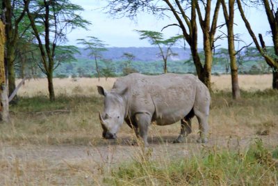 Rhinoceros, Nakuru 0326