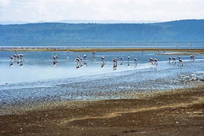 Flamingo, Nakuru 0404