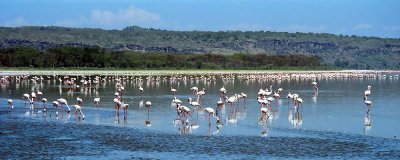 Flamingo, Nakuru 0405