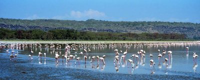 Flamingo, Nakuru 0406