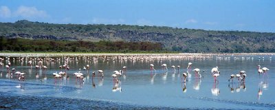 Flamingo, Nakuru 0408