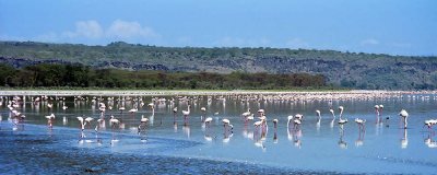 Flamingo, Nakuru 0409