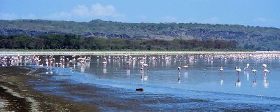Flamingo, Nakuru 0410