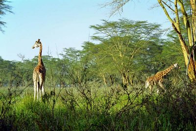 Giraffe, Nakuru 0528