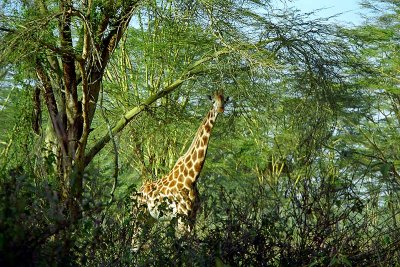 Giraffe, Nakuru 0530