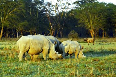 Rhinoceros, Nakuru 0518