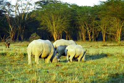 Rhinoceros, Nakuru 0519