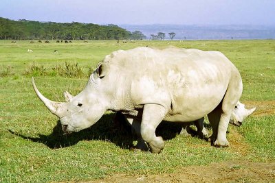 Rhinoceros, Nakuru 0531