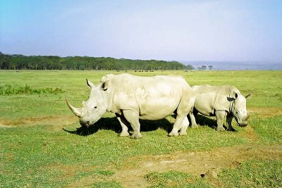 Rhinoceros, Nakuru 0532