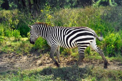 Zebra, Nakuru 0535