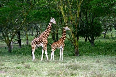 Giraffe, Nakuru 0604