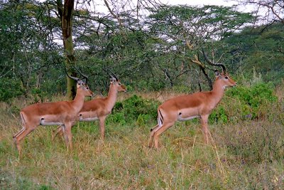 Impala, Nakuru 0633