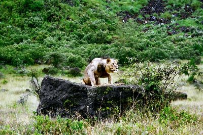 Lion, Nakuru 0630