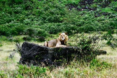 Lion, Nakuru 0631