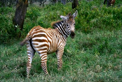 Zebra, Nakuru 0608