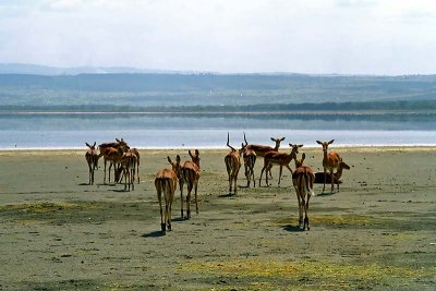 Impala, Nakuru 0719