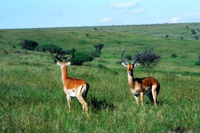 Impala, Nakuru 0804
