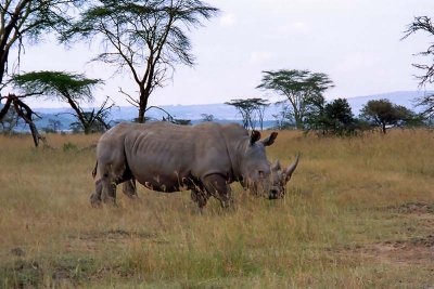 Rhinoceros, Nakuru 0823