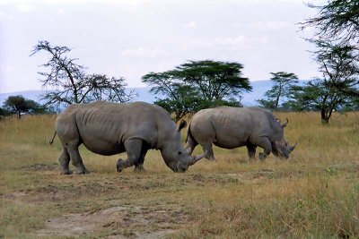 Rhinoceros, Nakuru 0825