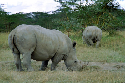 Rhinoceros, Nakuru 0827