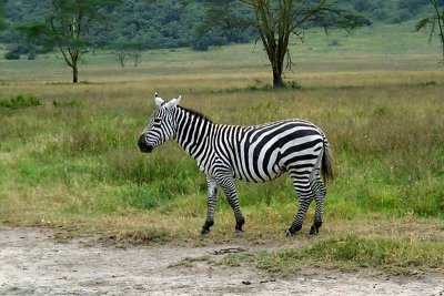 Zebra, Nakuru 0833