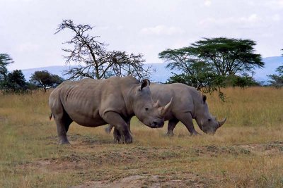 Rhinoceros, Nakuru 0824