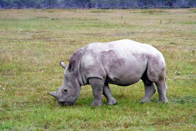 Rhinoceros, Nakuru 0904
