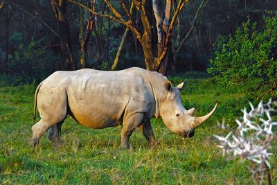 Rhinoceros, Nakuru 0918