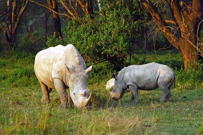 Rhinoceros, Nakuru 0919