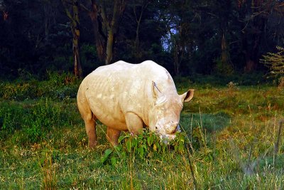 Rhinoceros, Nakuru 0920