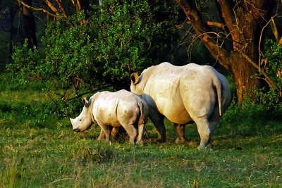 Rhinoceros, Nakuru 0921