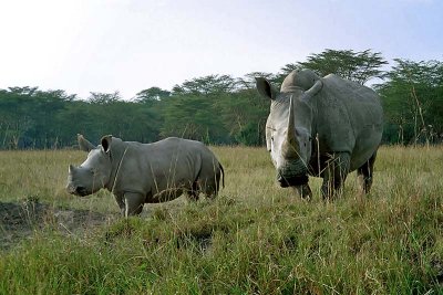 Rhinoceros, Nakuru 0929