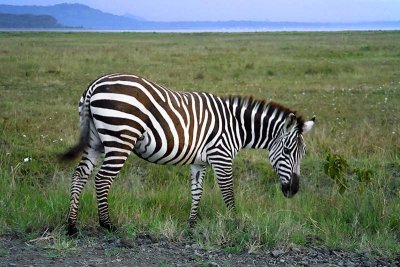 Zebra, Nakuru 0924