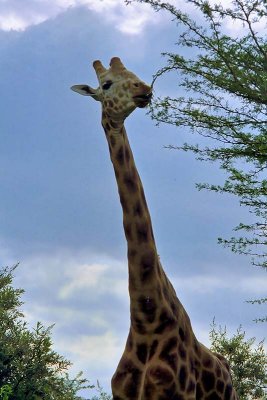 Giraffe, Nakuru 0908