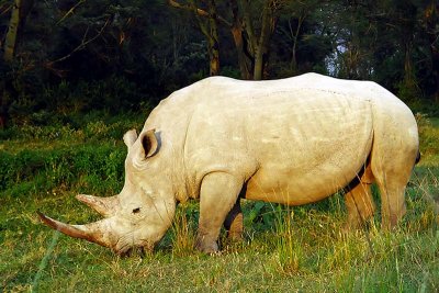 Rhinoceros, Nakuru 0923