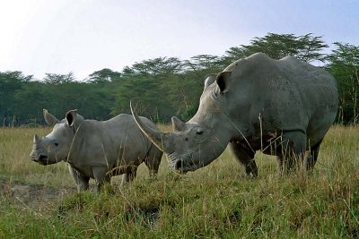 Rhinoceros, Nakuru 0928