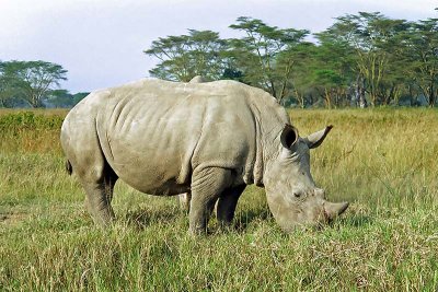Rhinoceros, Nakuru 0932