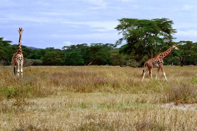 Giraffe, Nakuru1101