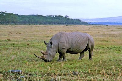 Rhinoceros, Nakuru 1209