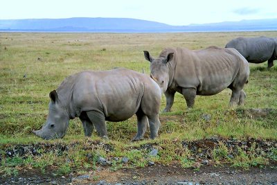 Rhinoceros, Nakuru 1211