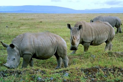 Rhinoceros, Nakuru 1212
