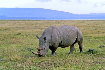 Rhinoceros, Nakuru 1213