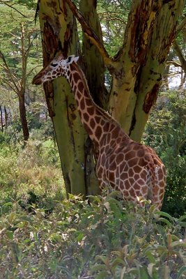 Giraffe, Nakuru 1312