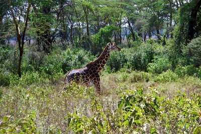 Giraffe, Nakuru 1314