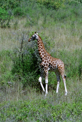 Giraffe, Nakuru 1315