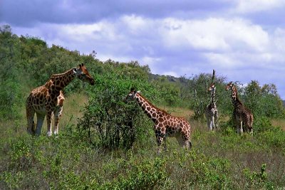 Giraffe, Nakuru 1316